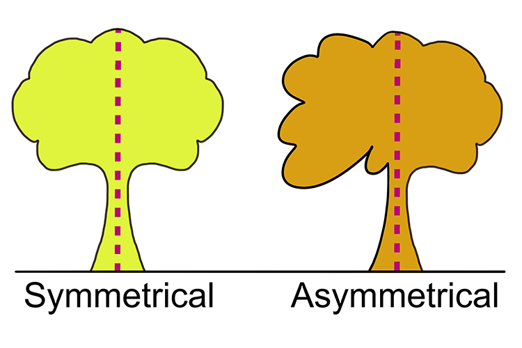 A tree is not symmetrical